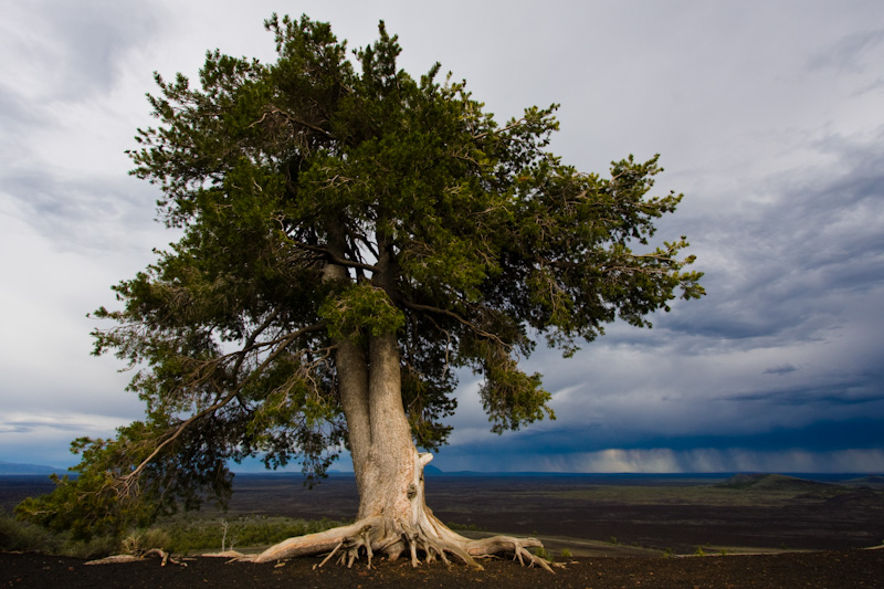 Limber Pine